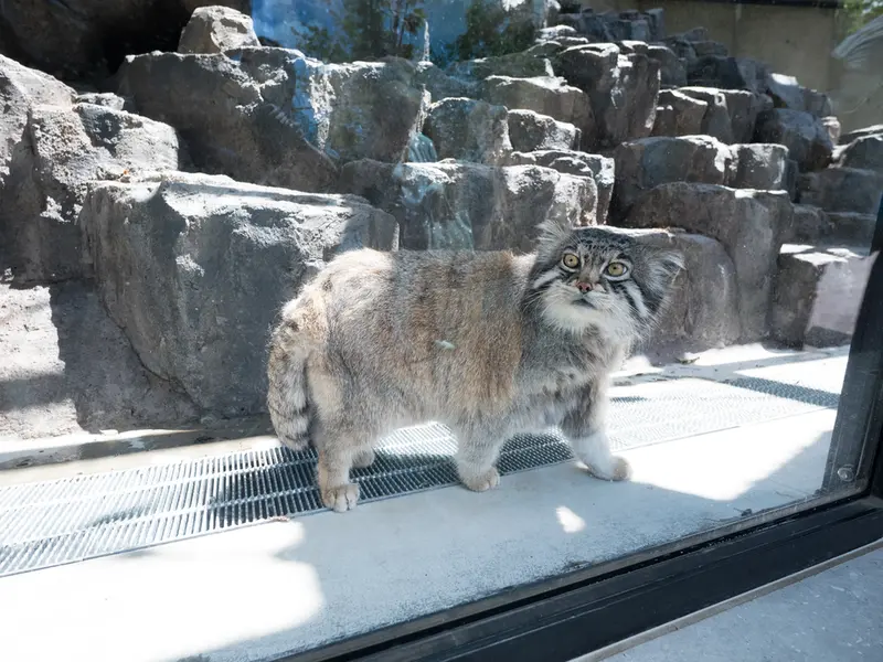 旭山動物園のグルーシャの写真