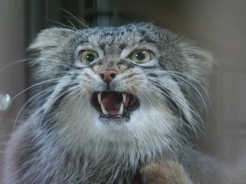野毛山動物園のフィーガの写真