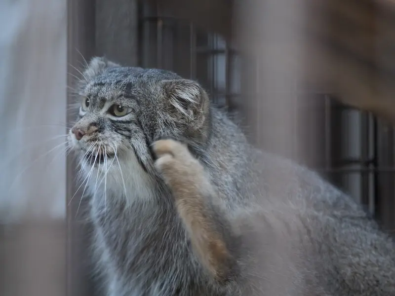 野毛山動物園のフィーガの写真