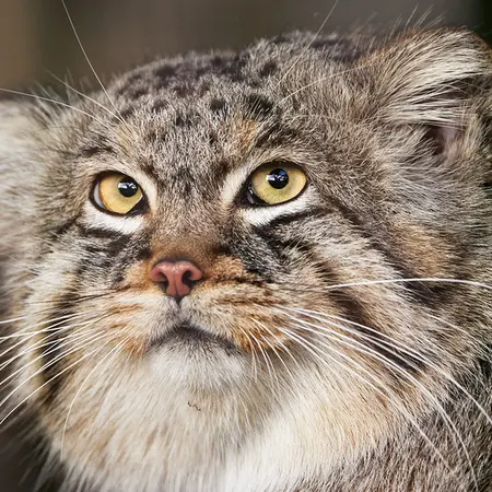 東山動植物園のエルの写真