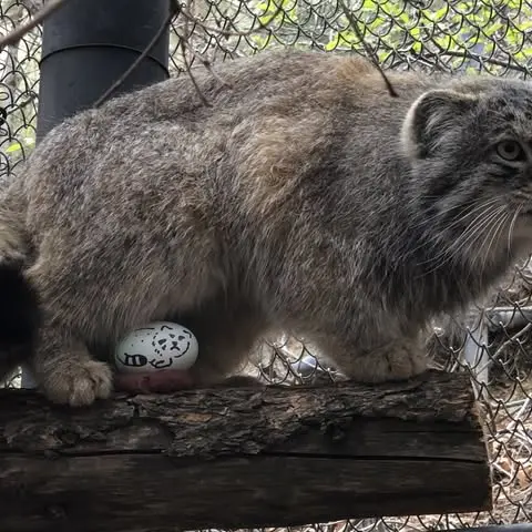 シャイアン・マウンテン動物園のボーの写真