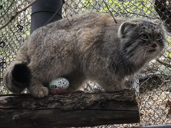 シャイアン・マウンテン動物園のボーの写真