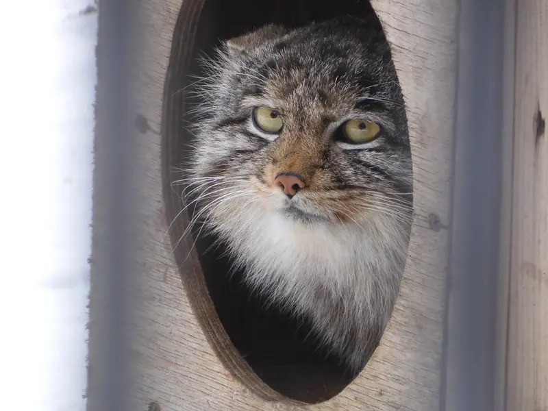 ノヴォシビルスク動物園のグレイの写真