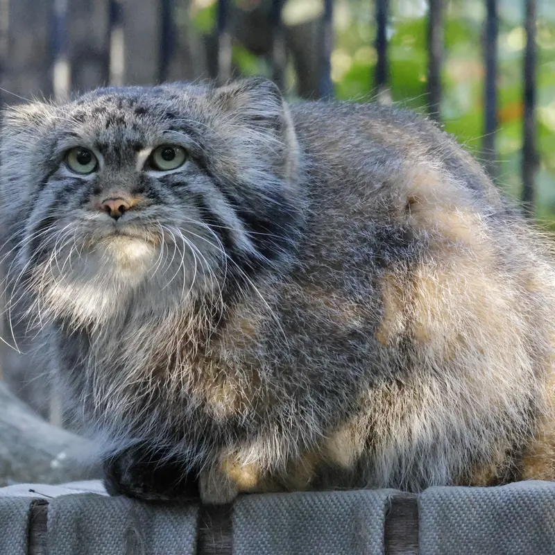 ノヴォシビルスク動物園のシルヴェスターの写真