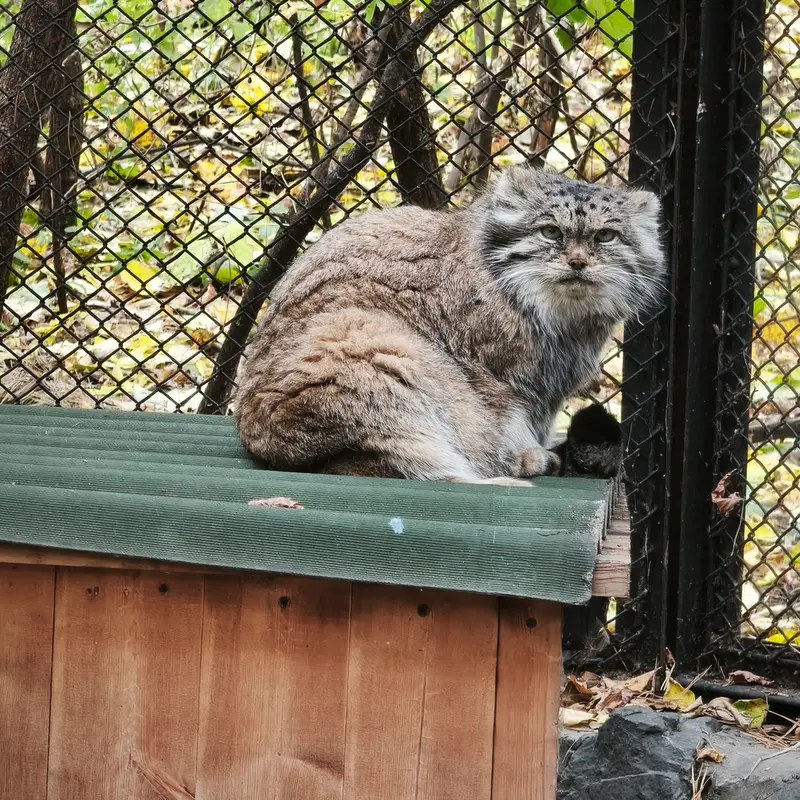 ノヴォシビルスク動物園のラストチカの写真