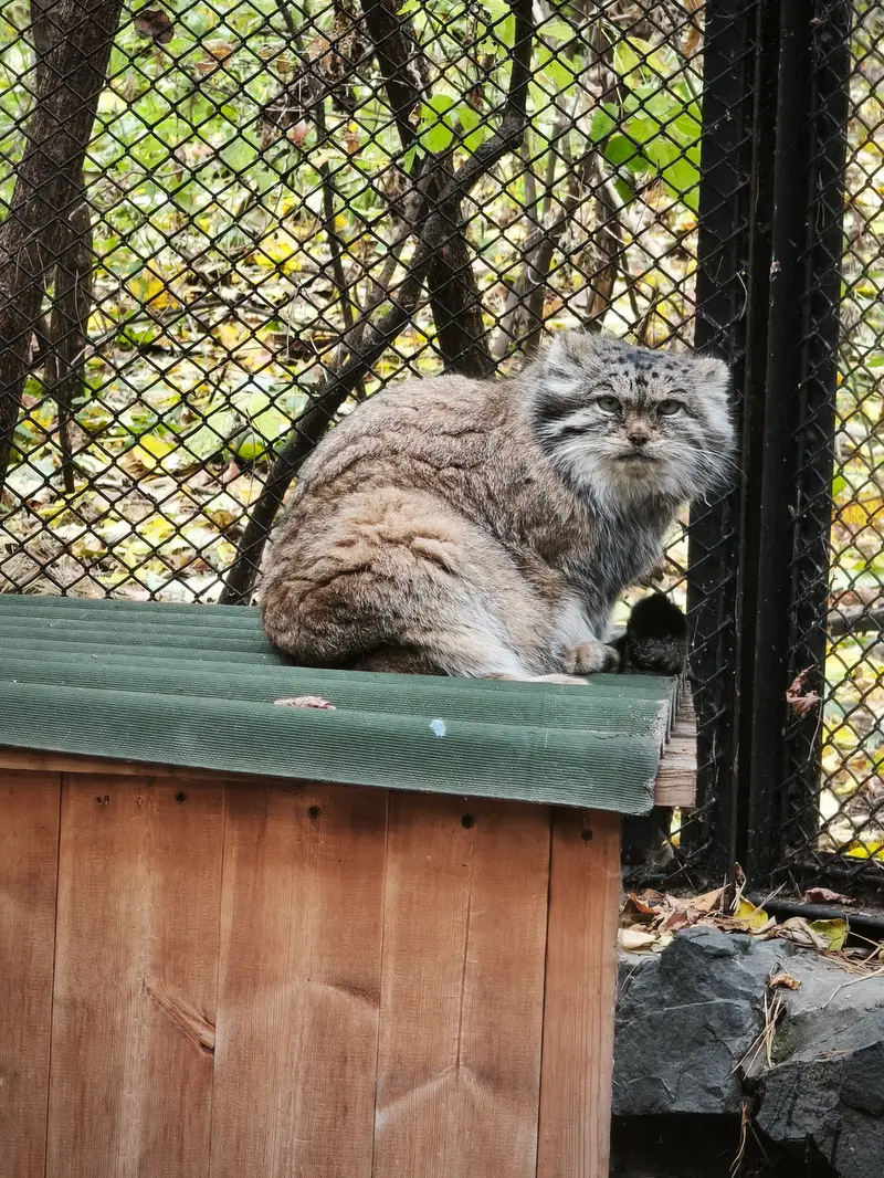 ノヴォシビルスク動物園のラストチカの写真
