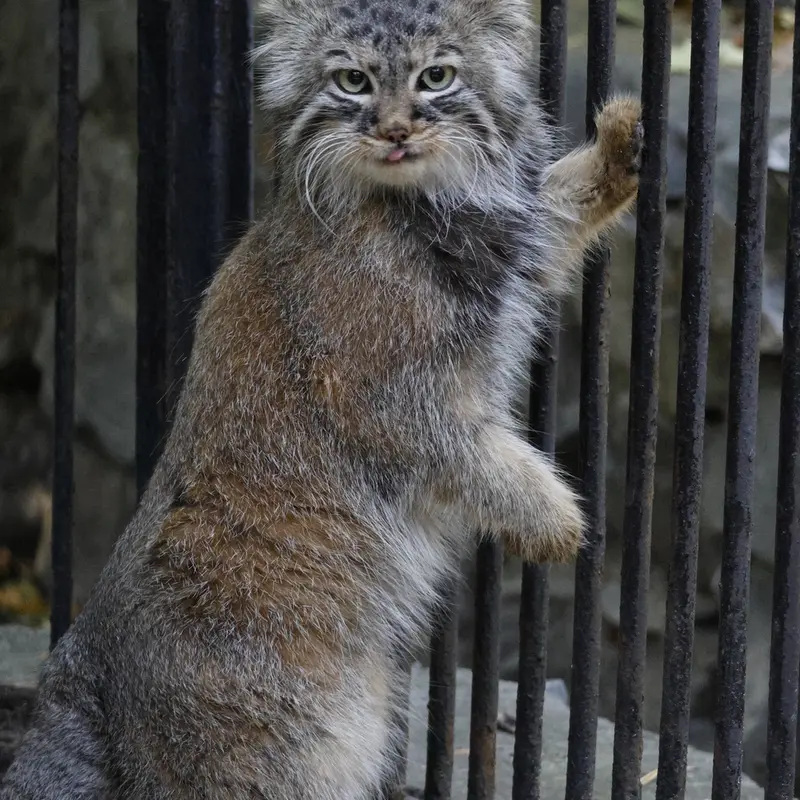 ノヴォシビルスク動物園のガビの写真