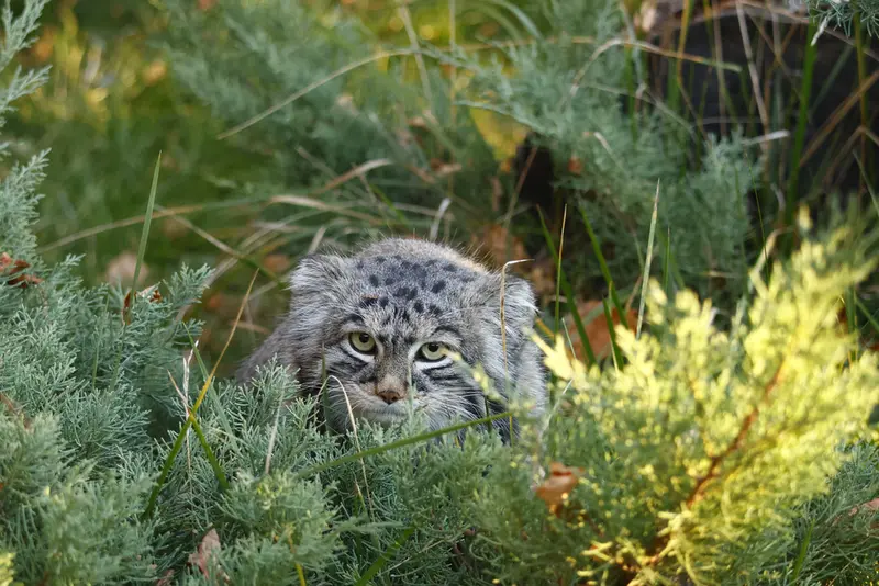モスクワ動物園のティモフェイの写真
