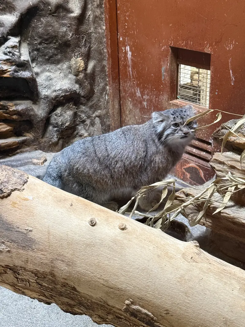 恩賜上野動物園のクリョンの写真