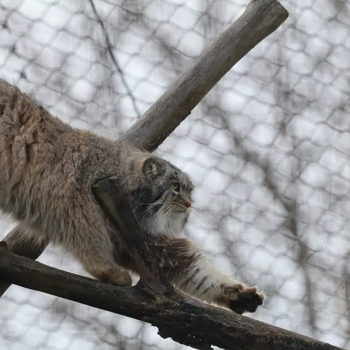 コルケアサーリ動物園のアルカスの写真