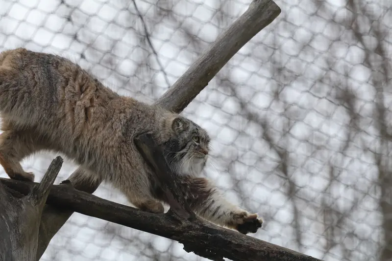 コルケアサーリ動物園のアルカスの写真