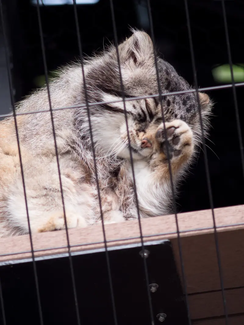 旭山動物園のグルーシャの写真