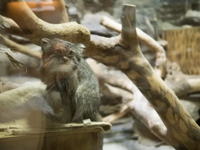 恩賜上野動物園のクリョンの写真