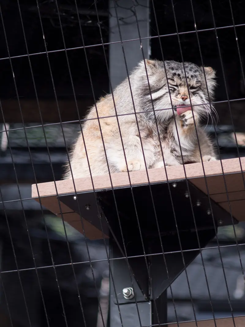 旭山動物園のグルーシャの写真