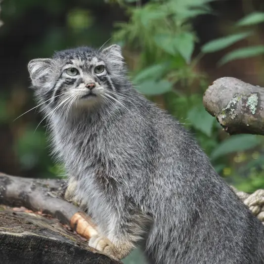 グダニスク動物園のウラの写真