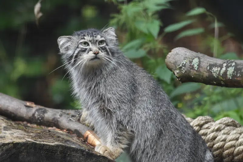グダニスク動物園のウラの写真