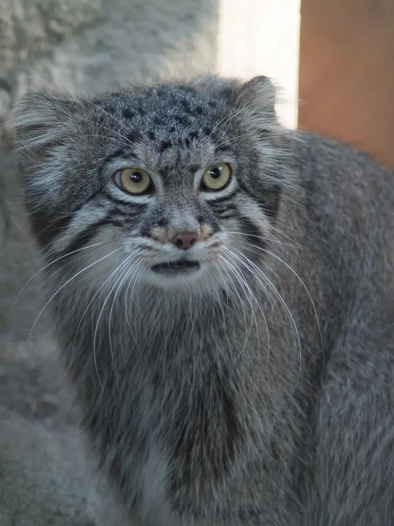 野毛山動物園のフィーガの写真