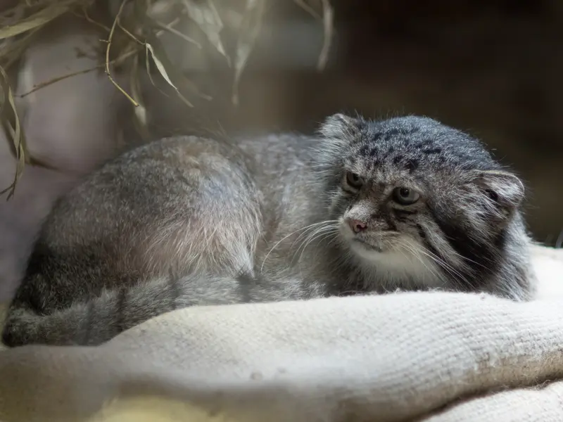 恩賜上野動物園のクリョンの写真