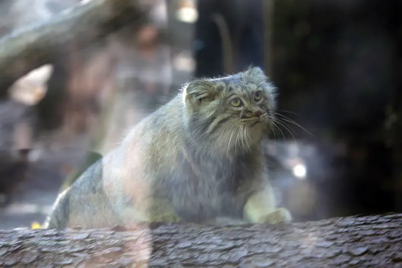 コシツェ動物園のアイセンの写真