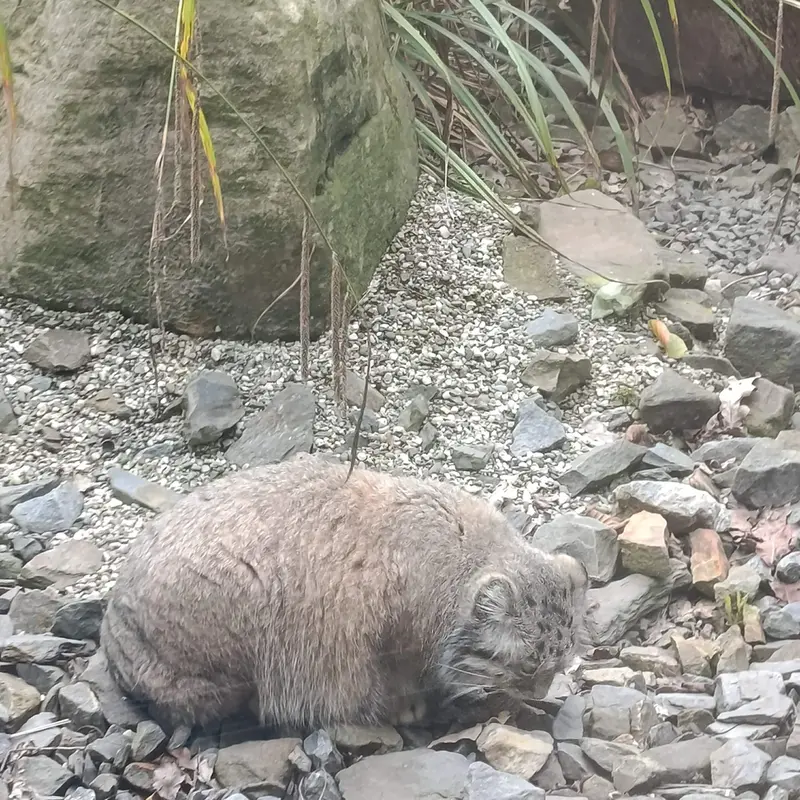 オストラヴァ動物園のモイラの写真