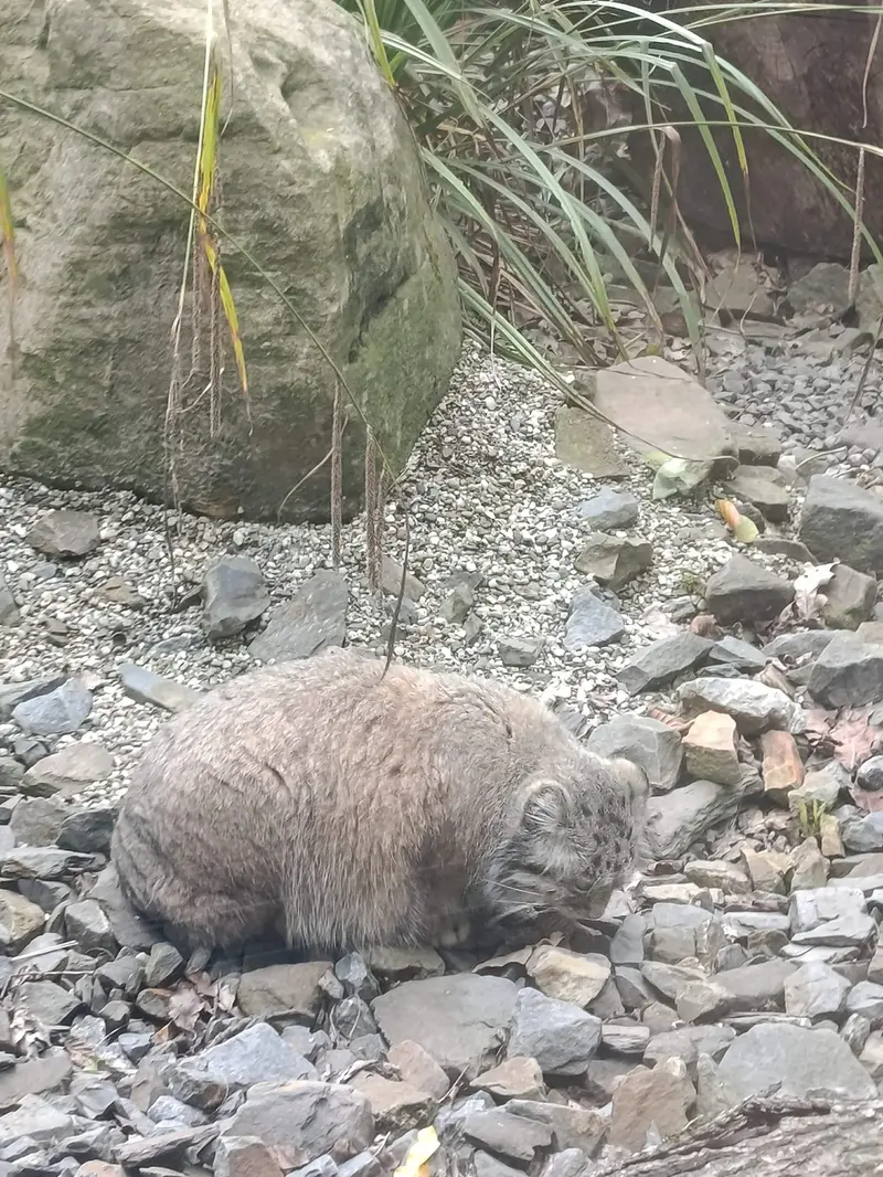 オストラヴァ動物園のモイラの写真