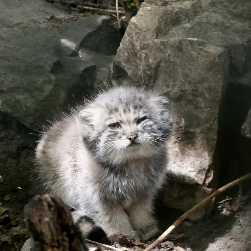 ブダペスト動物園＆植物園のボリス Ⅱの写真