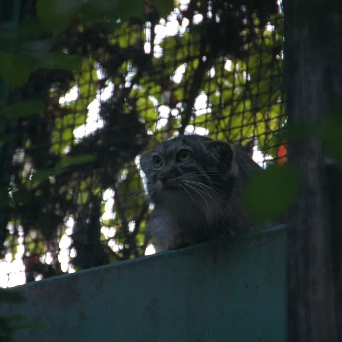 ブダペスト動物園＆植物園のルーシーの写真
