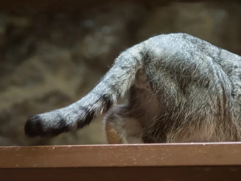 恩賜上野動物園のクリョンの写真