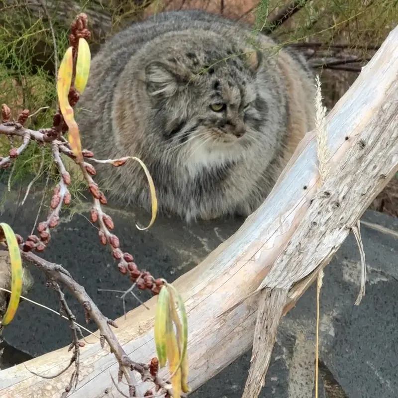 プラハ動物園のマヌルネコの写真
