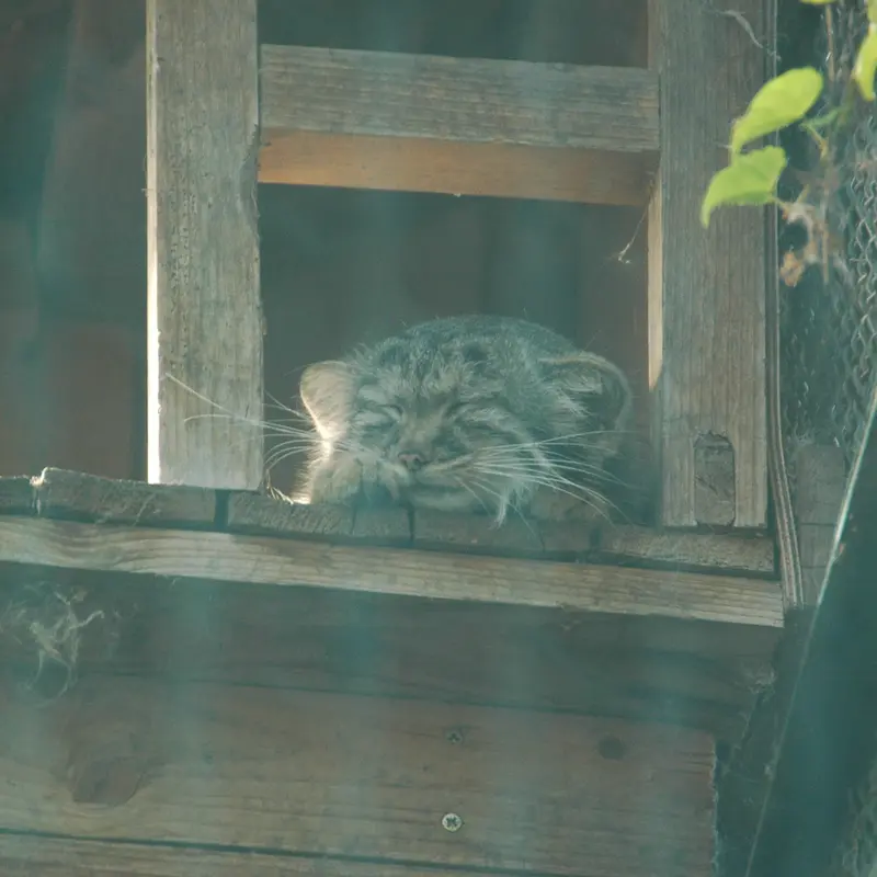ブダペスト動物園・植物園のルーシーの写真