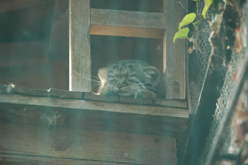 ブダペスト動物園・植物園のルーシーの写真