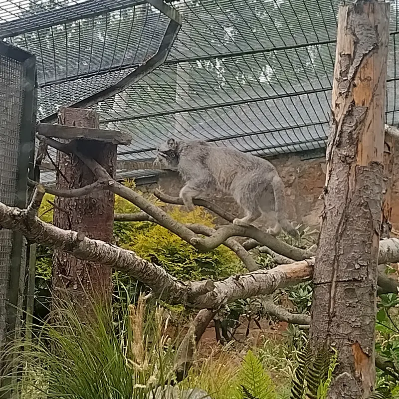 エディンバラ動物園のアキコの写真