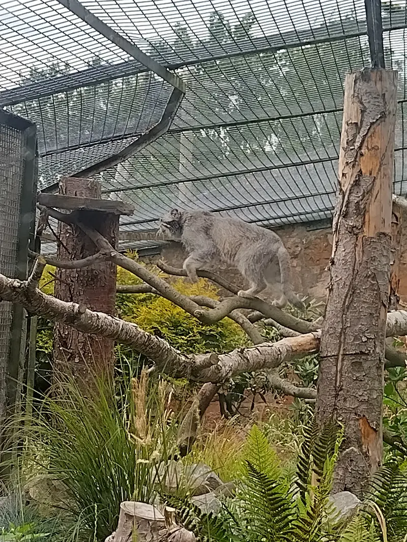 エディンバラ動物園のアキコの写真