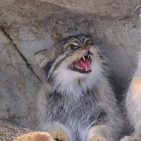 コロンバス動物園・水族館のオルダとティーナの写真