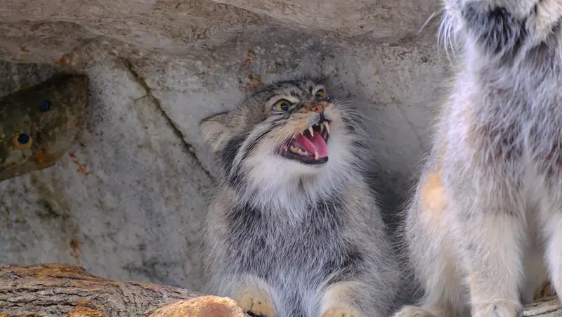 コロンバス動物園・水族館のオルダとティーナの写真