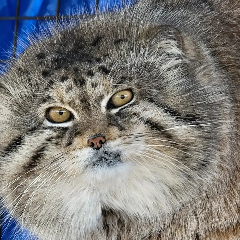 プロジェクト・サバイバルズ・キャット・ヘイブンのガラブの写真