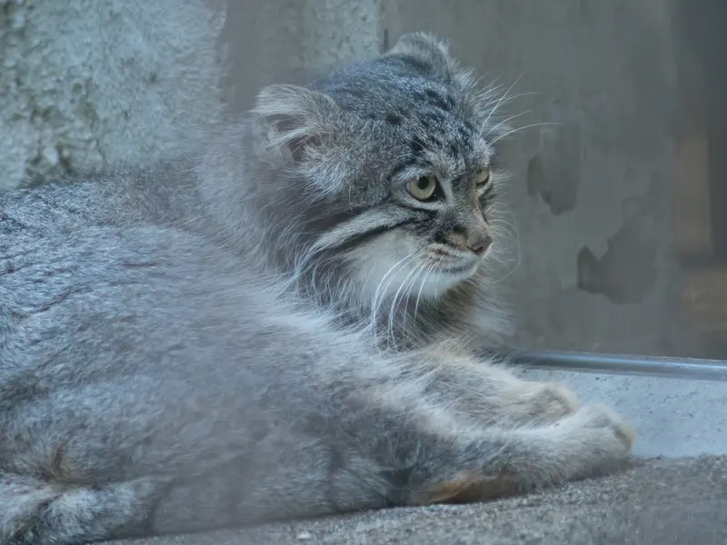 野毛山動物園のフィーガの写真