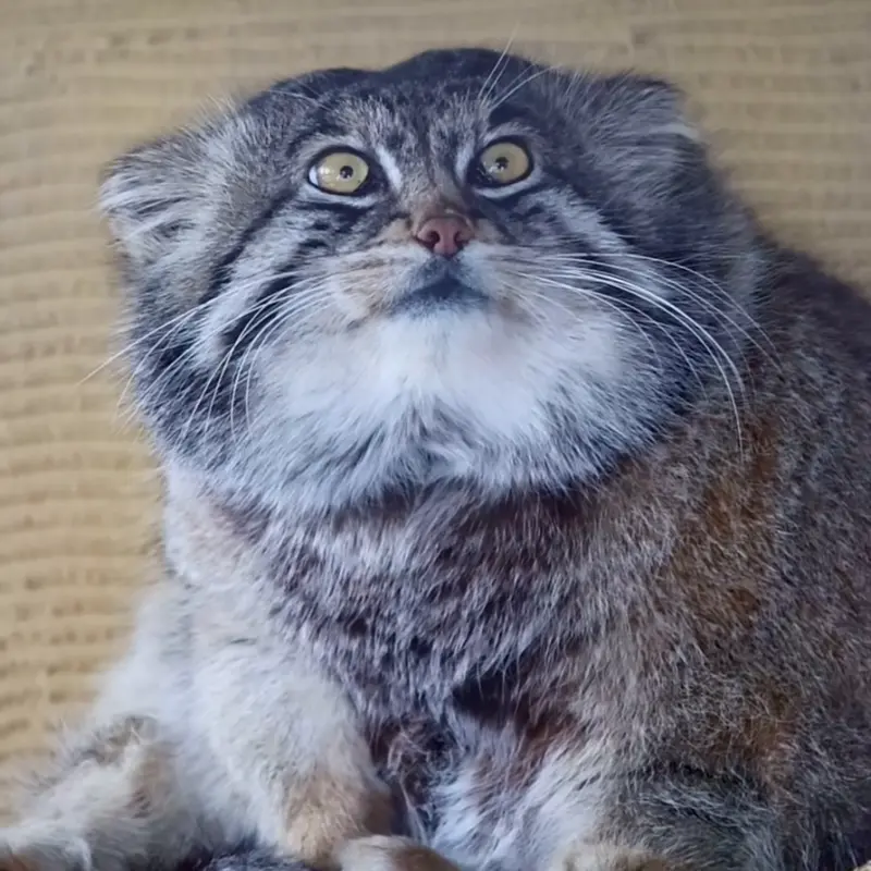 マヌルネコの写真