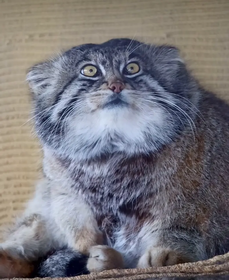 マヌルネコの写真