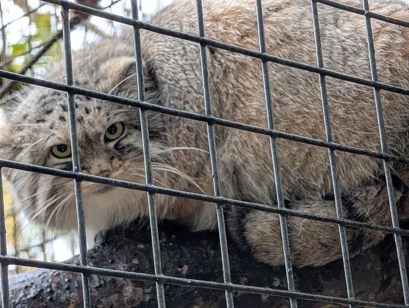 オグルベイ・グッド動物園のブリーの写真