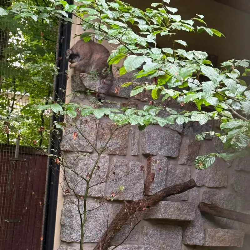 ケムニッツ動物園のトゥヤの写真