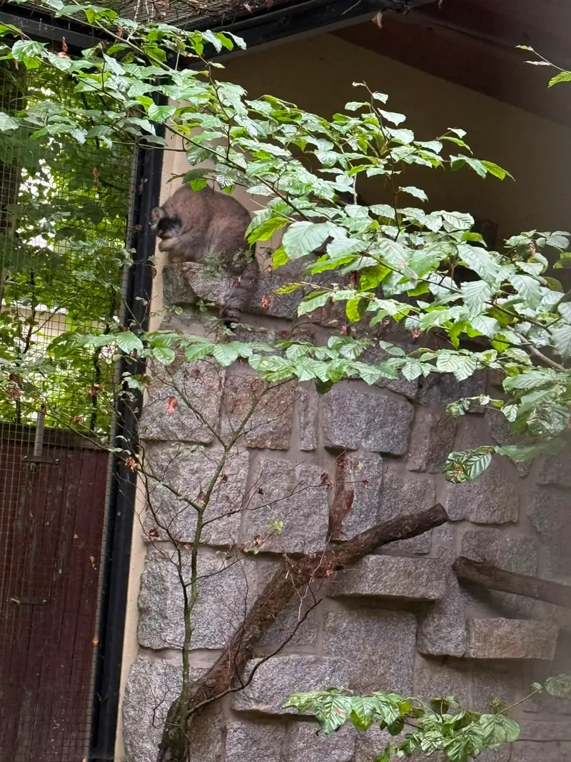 ケムニッツ動物園のトゥヤの写真