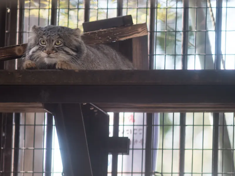 野毛山動物園のフィーガの写真