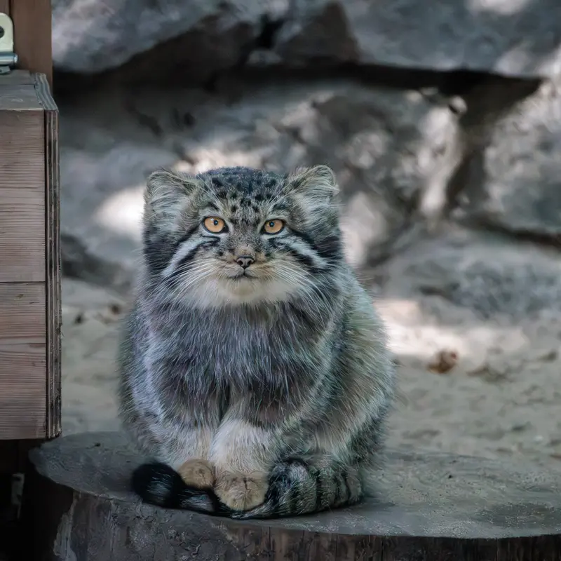 ノヴォシビルスク動物園のイヴの子（2026年生まれ）Ⅴの写真