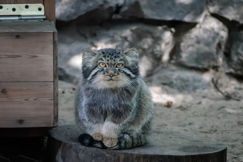 ノヴォシビルスク動物園のマヌルネコの写真