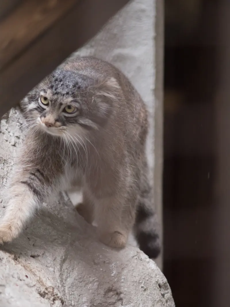 野毛山動物園のフィーガの写真