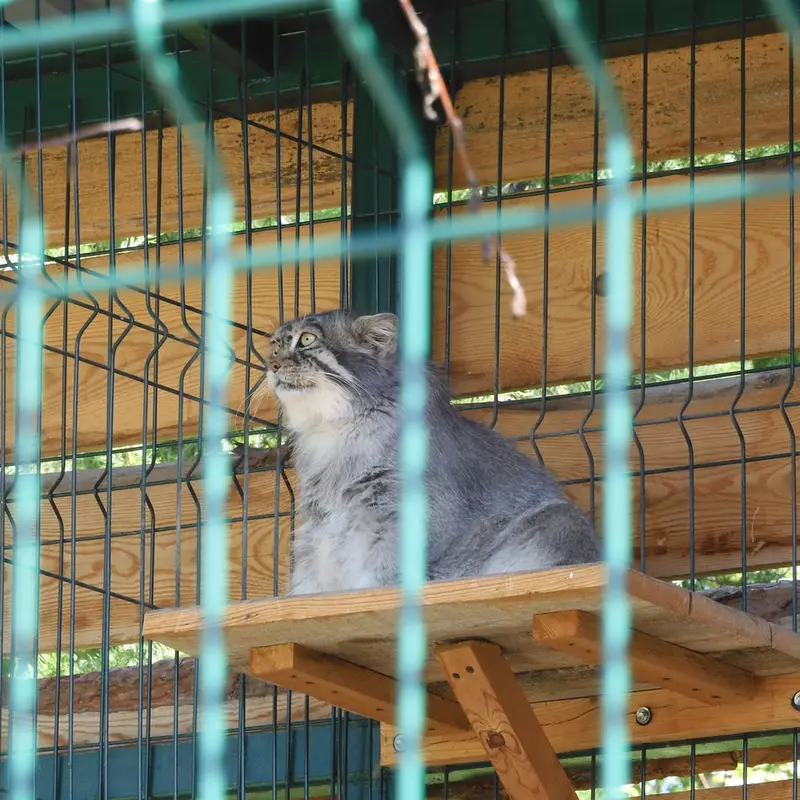 マヌルネコの写真