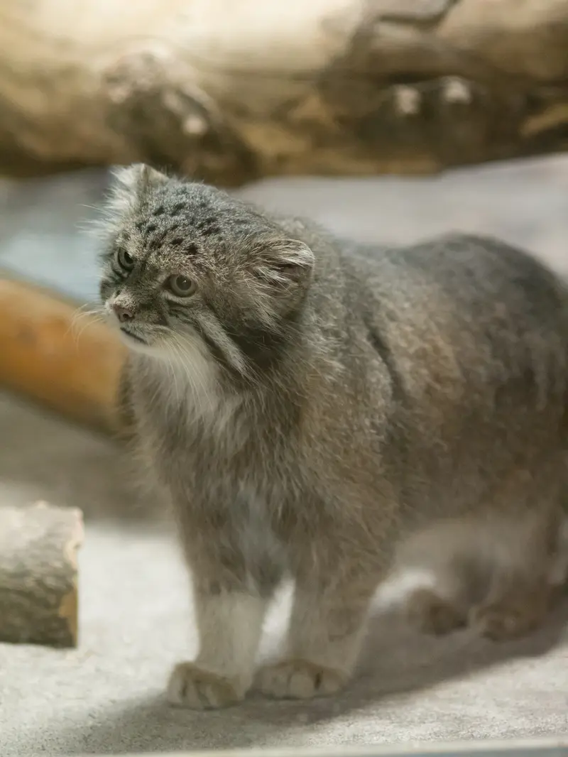 恩賜上野動物園のクリョンの写真