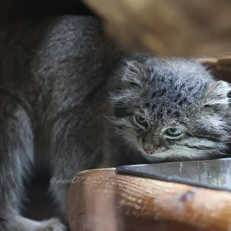 恩賜上野動物園のクリョンの写真