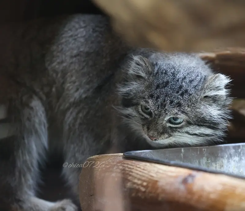 恩賜上野動物園のクリョンの写真
